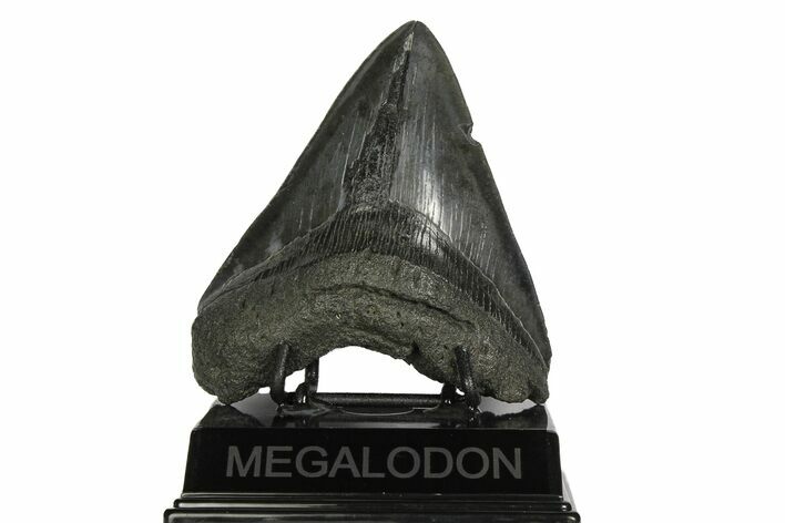 Bargain, Fossil Megalodon Tooth - South Carolina #171034
